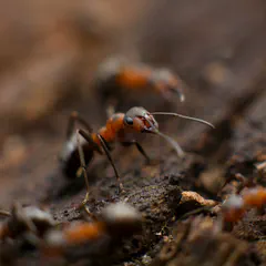 Macro photo of red and black ants crawling across dark bark, one in sharp focus with its antennae raised and others blurred around it